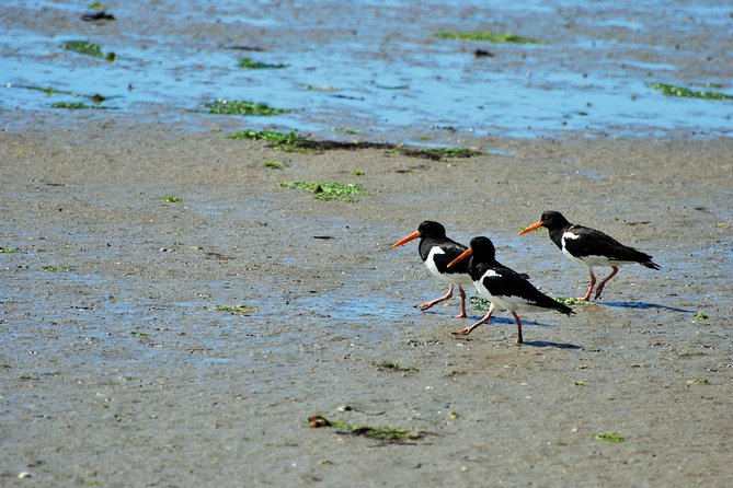 Small Group Tour Bird Watching in Unique Nature Reserve From Amsterdam - Tour Overview