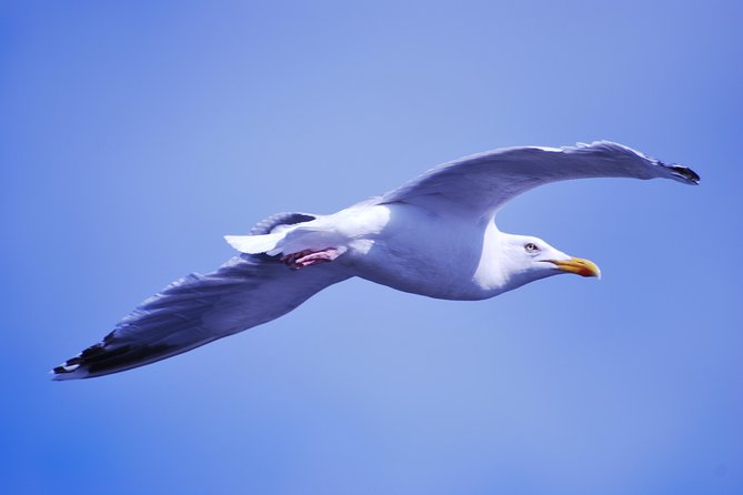 Small Group Tour Bird Watching in Unique Nature Reserve From Amsterdam - Reviews