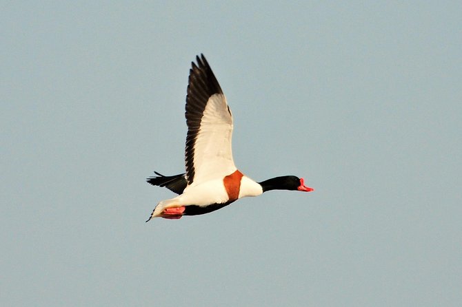 Small Group Tour Bird Watching in Unique Nature Reserve From Amsterdam - Confirmation and Logistics