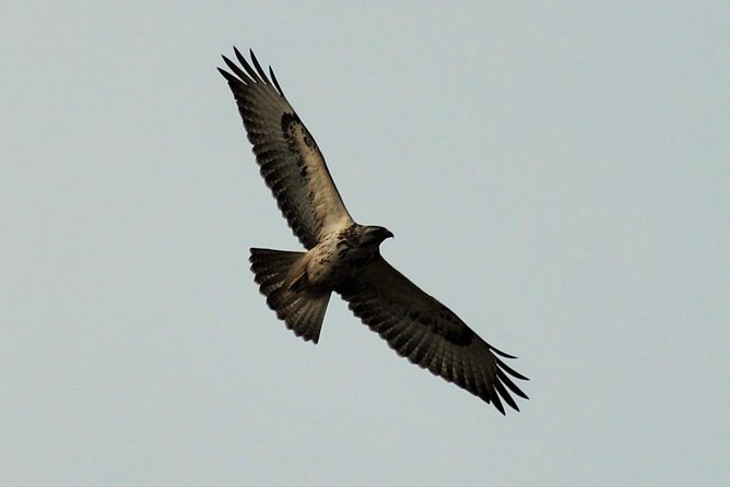 Small Group Tour Bird Watching in Unique Nature Reserve From Amsterdam - Meeting Point and Location