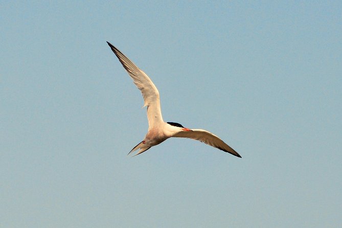 Small Group Tour Bird Watching in Unique Nature Reserve From Amsterdam - Departure Time and Duration