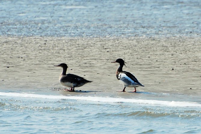 Small Group Tour Bird Watching in Unique Nature Reserve From Amsterdam - Group Size and Capacity