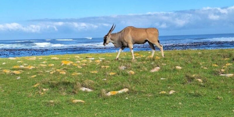 Small Group Tour; Cape of Good Hope & Penguins - Key Points