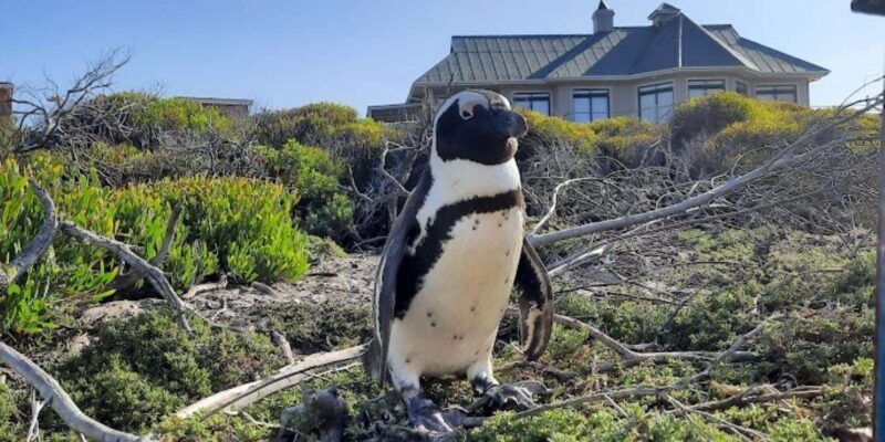 Small Group Tour; Cape of Good Hope & Penguins - Tour Highlights