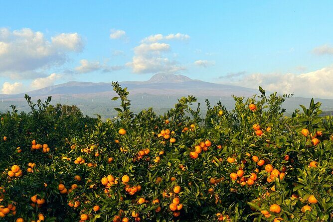 Small Group Tour for Jeju Fall Pink Muhly, Tangerines & Mt. Halla - Why Choose This Jeju Tour?