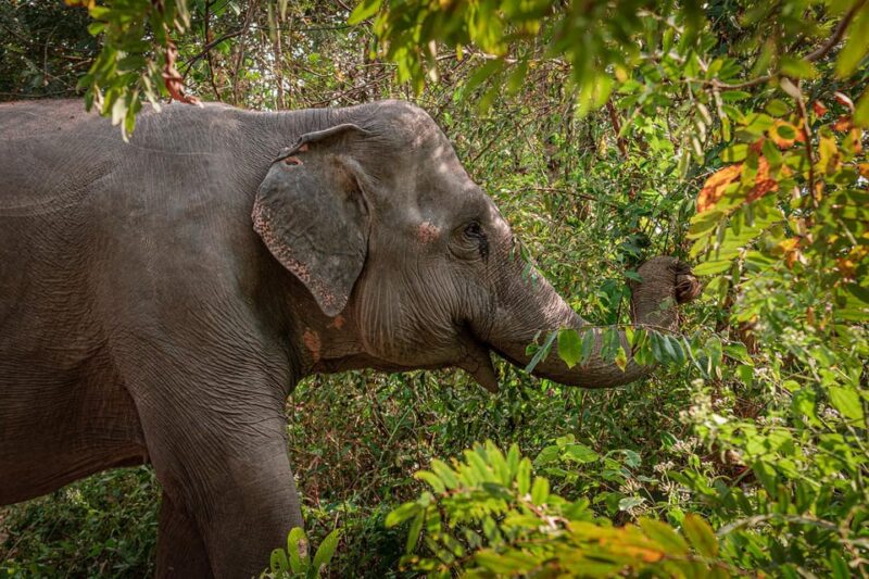 Small Group Tour of Kulen Elephant Forest in Siem Reap - Good To Know