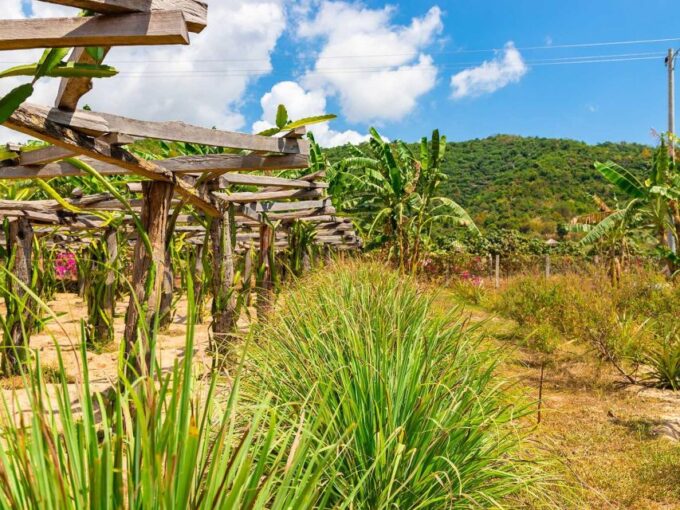 Small Group Tour: One Day Phnom Penh to Kampot & Kep - Visit Kampot Pepper Farm