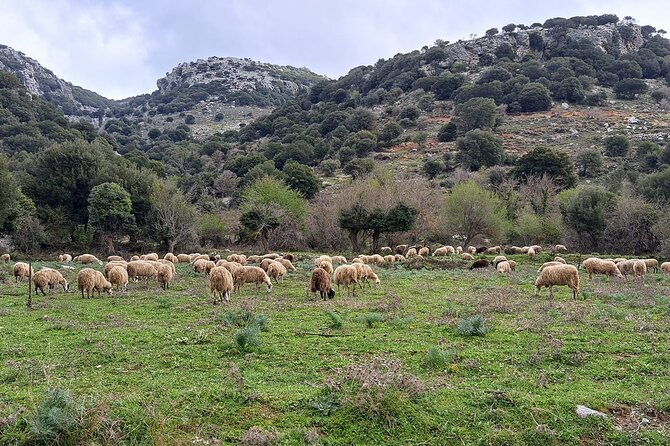 Small Group Tour to Knossos Palace Lasithi Plateau & Olive Mill - Frequently Asked Questions