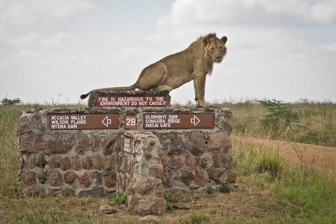 Small Group Tour to Nairobi Park Baby and Optional Baby Elephants - Elephant Orphanage Add-On