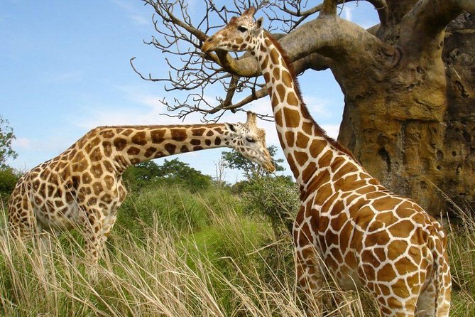 Small Group Tour to Nairobi Park Baby and Optional Baby Elephants - Lunch Purchase Option