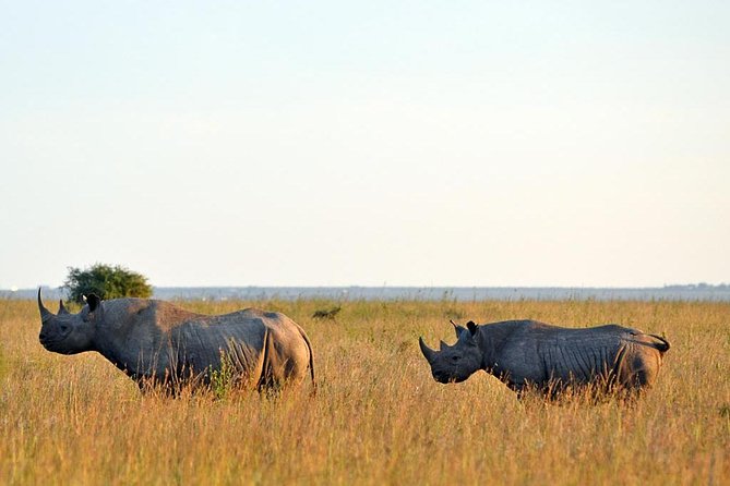 Small Group Tour to Nairobi Park Baby and Optional Baby Elephants - Accessibility and Group Size