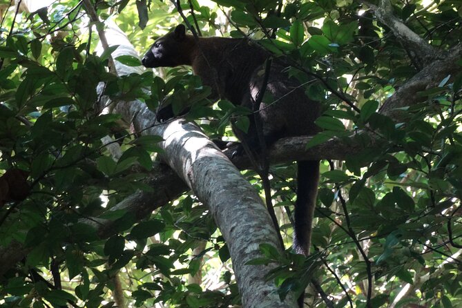 Small-Group Trekking Experience in Daintree National Park - Inclusions