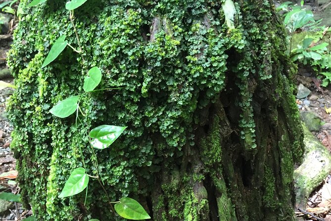 Small-Group Trekking Experience in Daintree National Park - Meeting Information