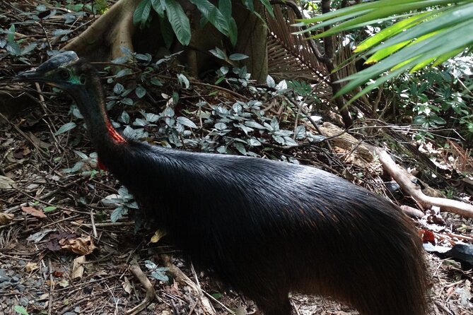 Small-Group Trekking Experience in Daintree National Park - Pricing and Cancellation Policy