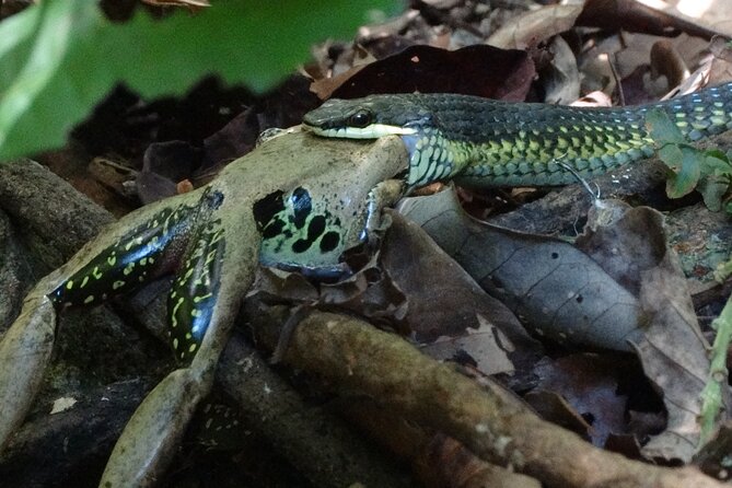 Small-Group Trekking Experience in Daintree National Park - Reviews