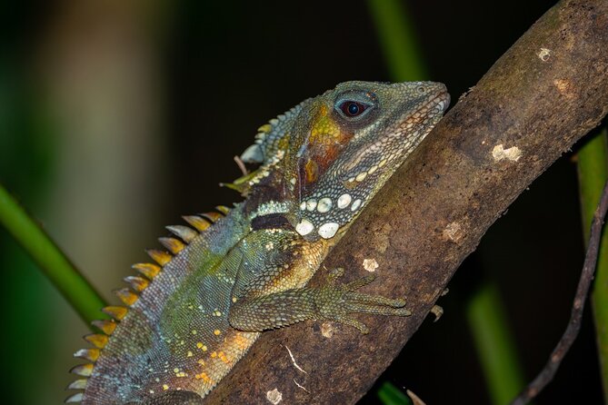 Small-Group Trekking Experience in Daintree National Park - Daintree National Park Highlights