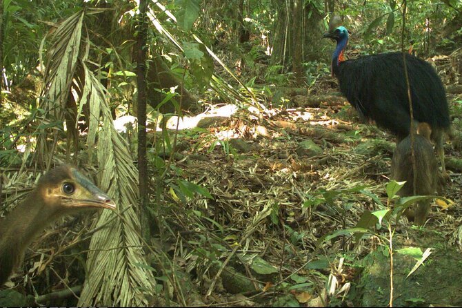 Small-Group Trekking Experience in Daintree National Park - What to Expect