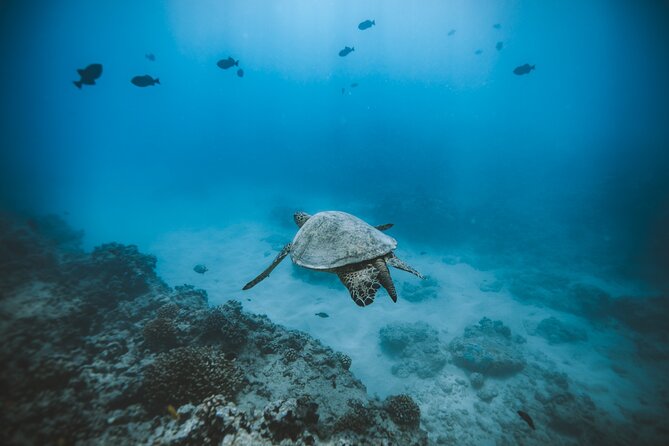 Small Group Turtle Canyon Snorkel in Waikiki - Inclusions