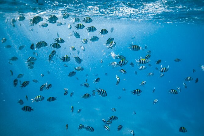 Small Group Turtle Canyon Snorkel in Waikiki - Reviews and Experiences