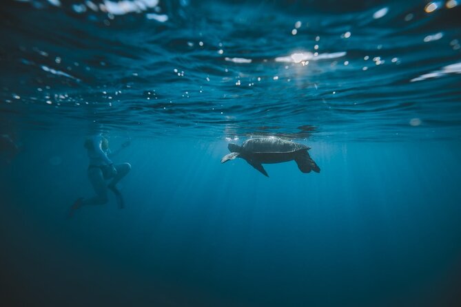 Small Group Turtle Canyon Snorkel in Waikiki - Scenic Boat Ride and Onboard Amenities