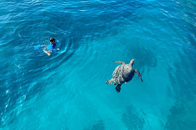 Small Group Turtle Canyon Snorkel in Waikiki - Memorable Encounters With Marine Life