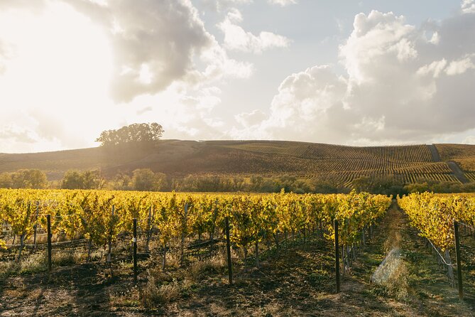 Small Group: Ultimate Napa & Sonoma Wine Tour From San Francisco - Sonoma Square Dining