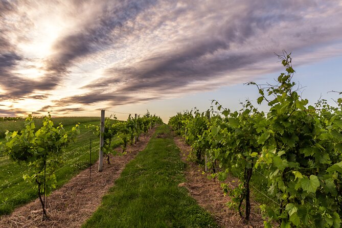 Small-Group Vineyard and Orchard Tour With Wine Tasting in Muscoda - Health and Accessibility Considerations