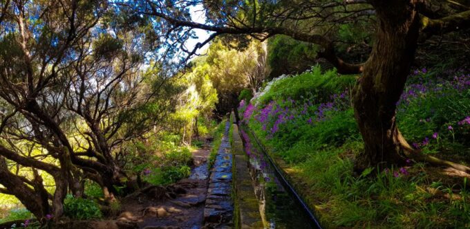Small Group Walks Rabaçal 25 Fonts - Exploring the Laurissilva Forest