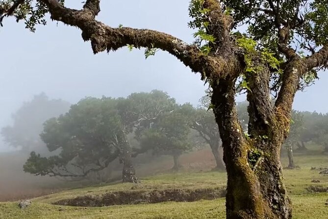 Small Group West Tour Waterfalls & Fanal Forest Tour - Scenic Destinations