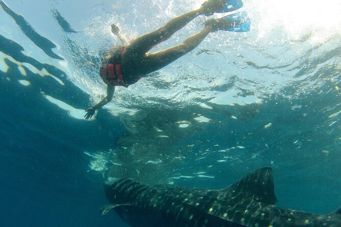 Small-Group Whale Shark and Snorkeling Tour From Cancun - Snorkeling Through Vibrant Reef Ecosystems