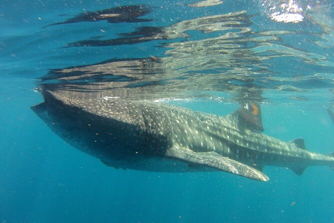 Small-Group Whale Shark and Snorkeling Tour From Cancun - Spotting Marine Life Marvels