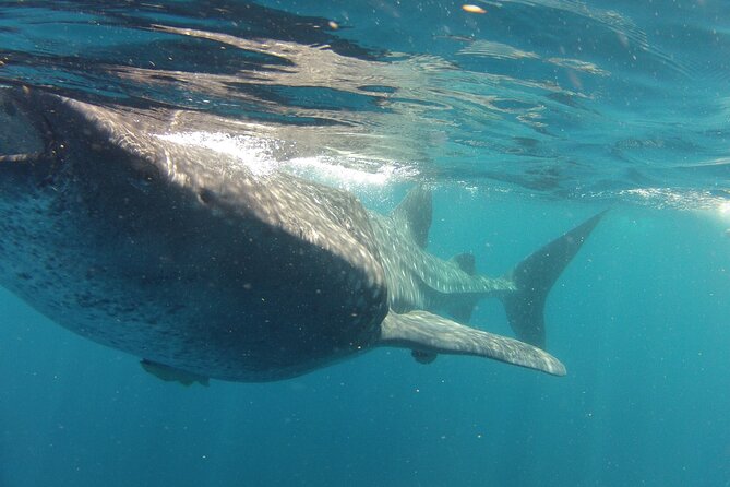 Small-Group Whale Shark and Snorkeling Tour From Cancun - Savoring Seaside Delicacies