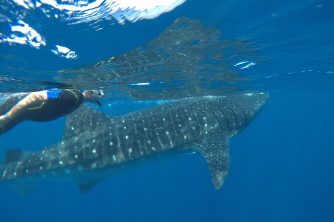 Small-Group Whale Shark and Snorkeling Tour From Cancun - Comfortable and Convenient Transportation