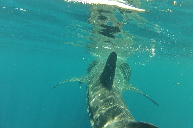 Small-Group Whale Shark and Snorkeling Tour From Cancun - Health and Safety Considerations