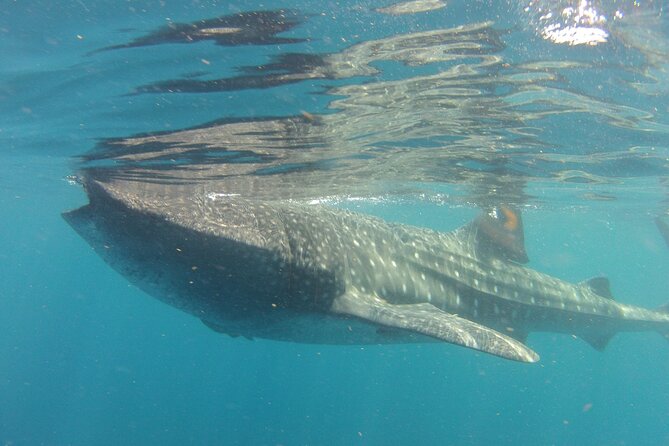 Small-Group Whale Shark and Snorkeling Tour From Cancun - Flexible Booking and Cancellation Options