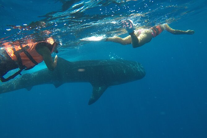 Small-Group Whale Shark and Snorkeling Tour From Cancun - Frequently Asked Questions