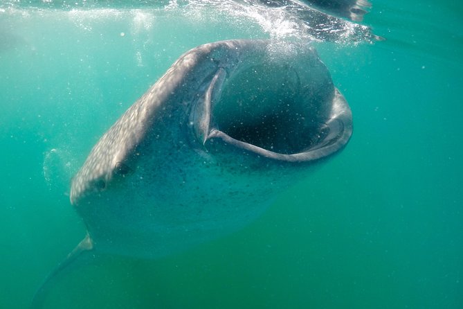 Small Group Whale Shark Snorkeling in La Paz BCS MX - Inclusions and Exclusions