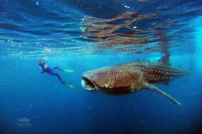 Small Group Whale Shark Snorkeling in La Paz BCS MX - Meeting and Pickup Details