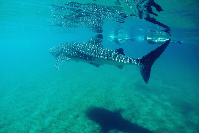 Small Group Whale Shark Snorkeling in La Paz BCS MX - Customer Reviews Highlights