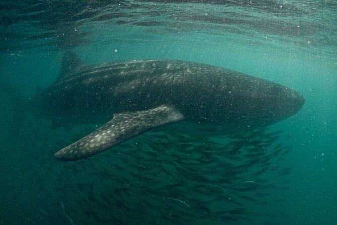 Small Group Whale Shark Snorkeling in La Paz BCS MX - Booking and Availability Information
