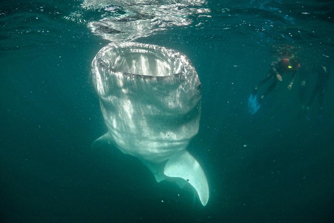 Small Group Whale Shark Snorkeling in La Paz BCS MX - Additional Considerations