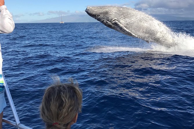 Small-Group Whale Watching Adventure - Supplied by Makai Adventures