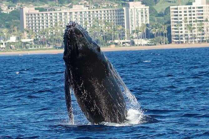 Small-Group Whale Watching Adventure - Adventure Duration