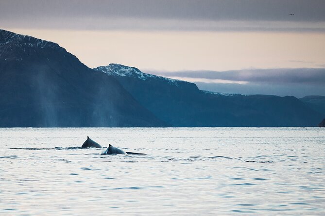 Small Group Whale Watching by RIB - Frequently Asked Questions