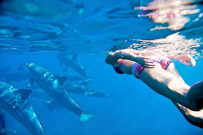 Small Group Wild Dolphin Tour: Swim, Paddle Board and Subwing - Key Points