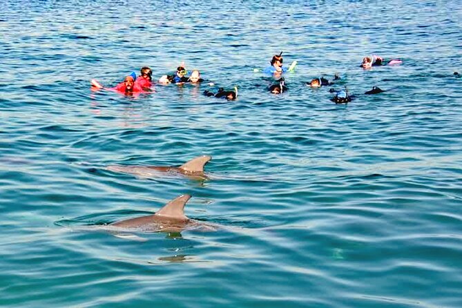 Small Group Wild Dolphin Tour: Swim, Paddle Board and Subwing - Meeting and Pickup