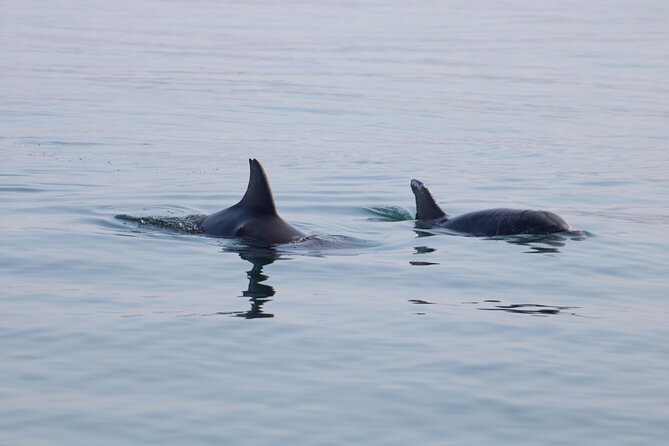 Small Group Wild Dolphin Tour: Swim, Paddle Board and Subwing - Tour Details