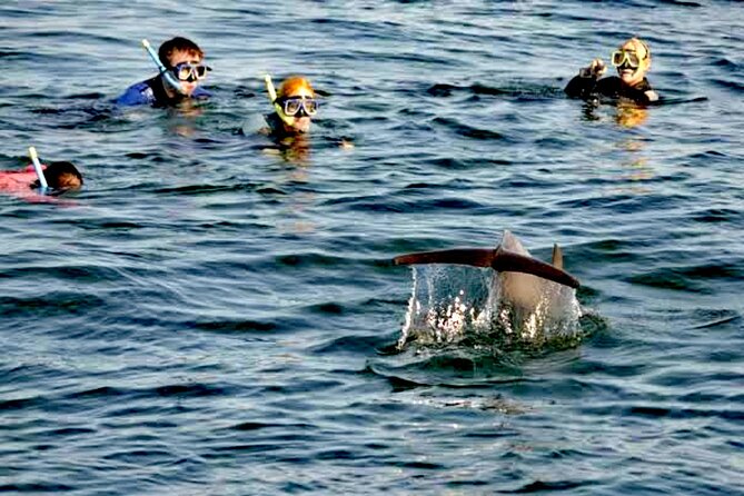 Small Group Wild Dolphin Tour: Swim, Paddle Board and Subwing - Health and Accessibility