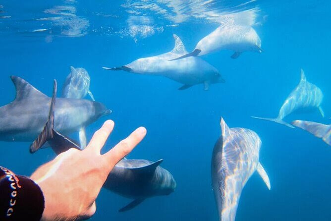 Small Group Wild Dolphin Tour: Swim, Paddle Board and Subwing - Cancellation Policy