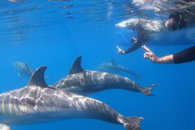 Small Group Wild Dolphin Tour: Swim, Paddle Board and Subwing - Traveler Reviews